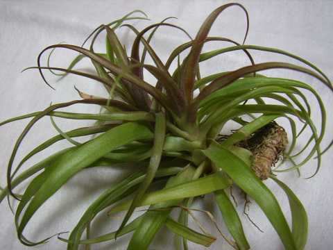 Tillandsia flabellata 'Red'