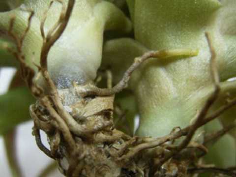 Tillandsia flabellata 'Red'