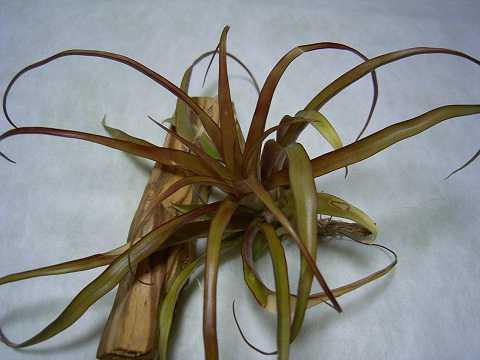 Tillandsia flabellata 'Red'