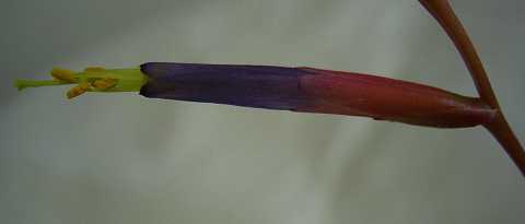 ティランジア フックシー 品種 グラシリス