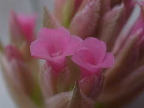 Tillandsia geminiflora