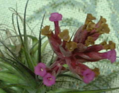 Tillandsia geminiflora