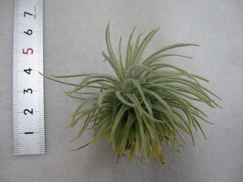 Tillandsia grandispica