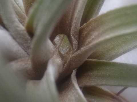 Tillandsia guerreroensis