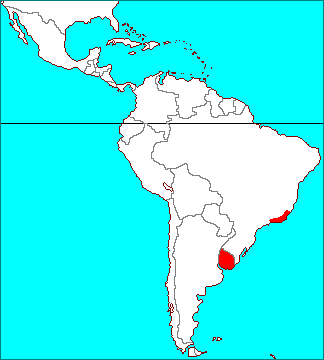 ティランジア ゲミニフローラ 変種 インカナ