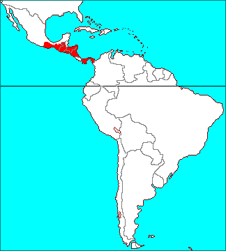 Tillandsia guatemalensis
