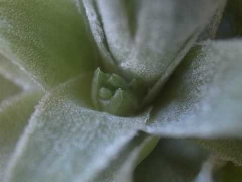 Tillandsia heubergeri Open form