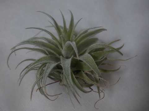 Tillandsia heubergeri Open form
