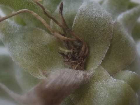 Tillandsia heubergeri Open form