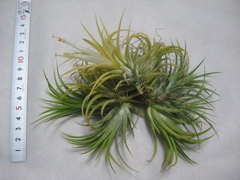 Tillandsia ionantha 'Druid'