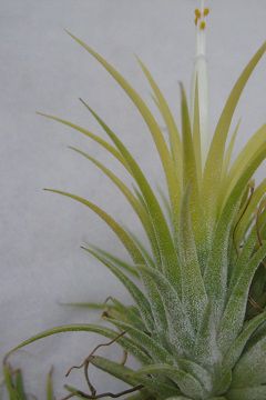 Tillandsia ionantha 'Druid'