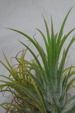 Tillandsia ionantha 'Druid'