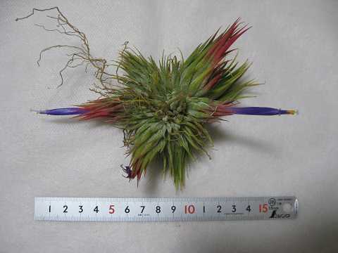 Tillandsia ionantha 'Hazelnut'