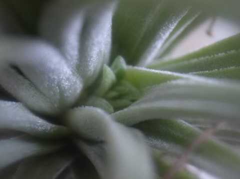 Tillandsia ionantha 'Large form'