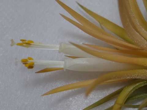 Tillandsia ionantha 'Peach' (White flower)