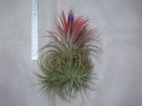 Tillandsia ionantha 'Rubra'