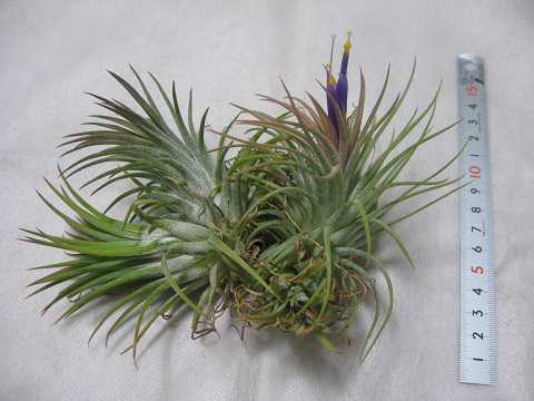 Tillandsia ionantha 'Rubra'
