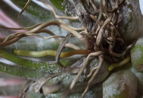 ティランジア イオナンタ 栽培品種 ルブラ