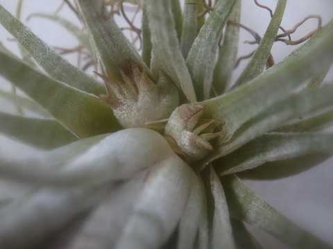 ティランジア イオナンタ 栽培品種 ゼブリナ