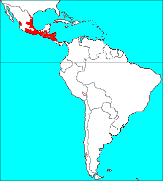 Tillandsia ionantha Ecuador form