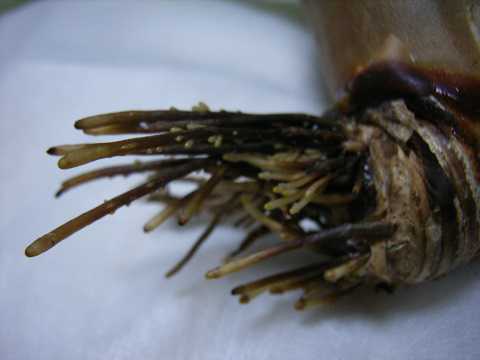 Tillandsia jaliscomonticola