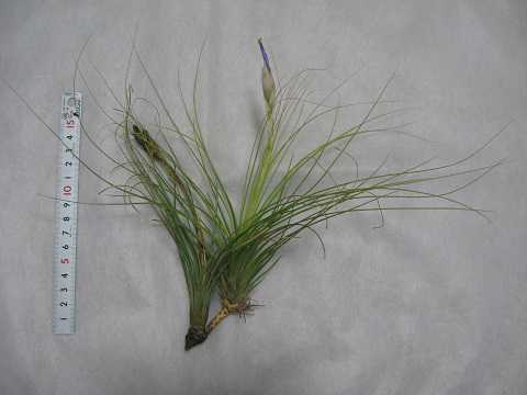 Tillandsia juncea forma juncifolia