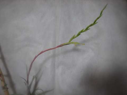 Tillandsia karwinskyana