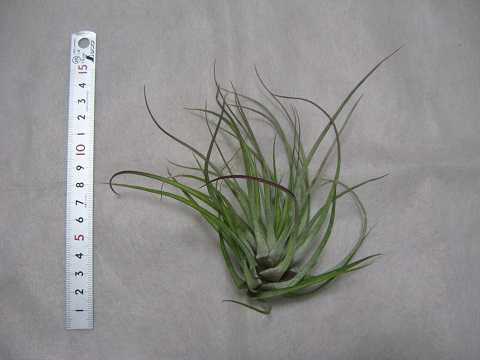 Tillandsia kegeliana