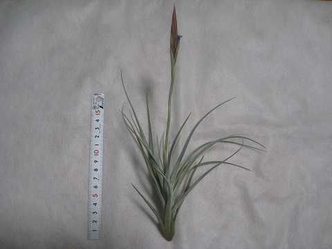Tillandsia koehresiana