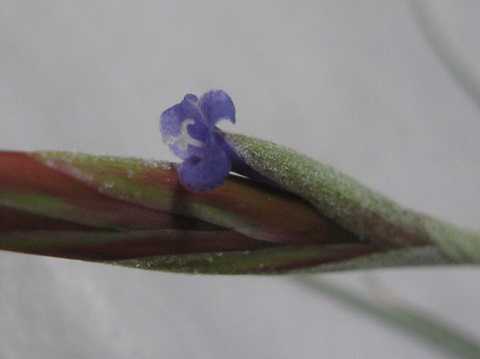 Tillandsia koehresiana