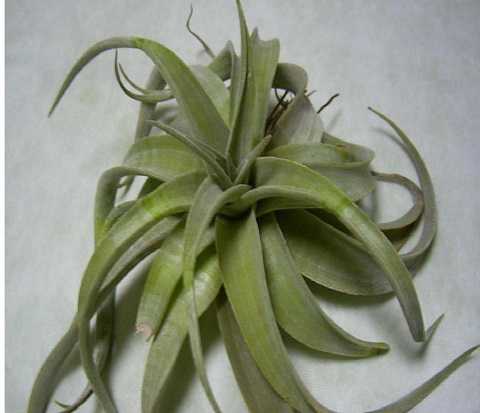 ティランジア ラティフォリア 変種リューコフィラ