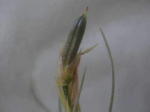 Tillandsia lepidosepala