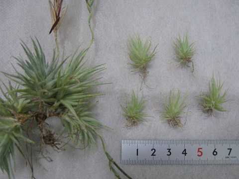 Tillandsia loliacea