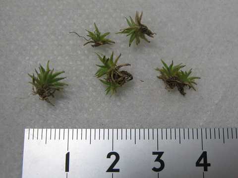 Tillandsia loliacea