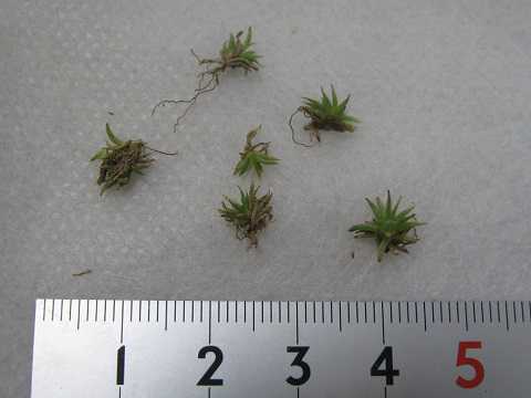 Tillandsia loliacea