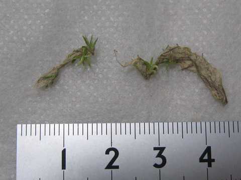 Tillandsia loliacea