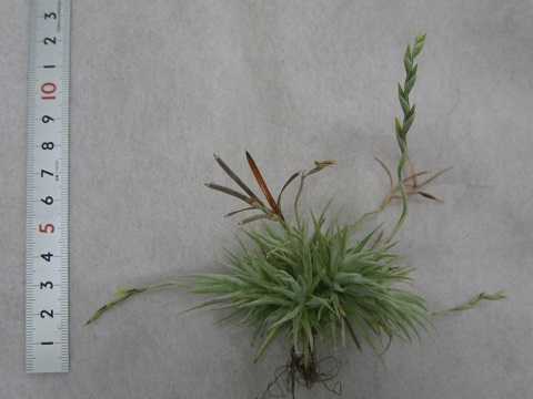 Tillandsia loliacea