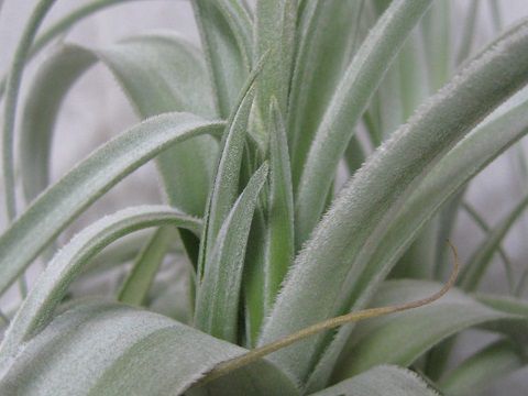 Tillandsia 'balsasensis'