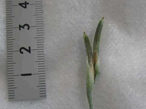 Tillandsia mandonii