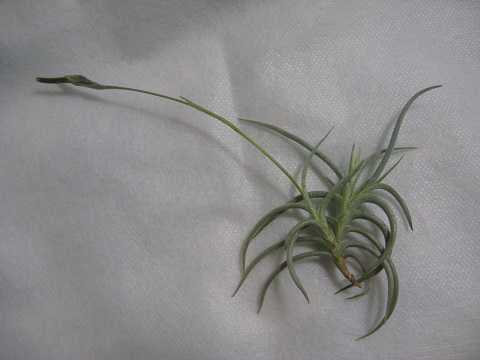 Tillandsia mandonii