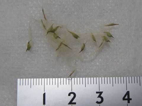 Tillandsia mauryana