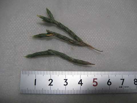 Tillandsia minutiflora
