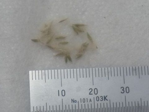Tillandsia minutiflora