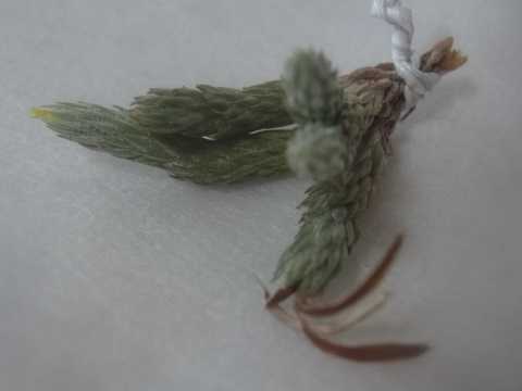 Tillandsia minutiflora