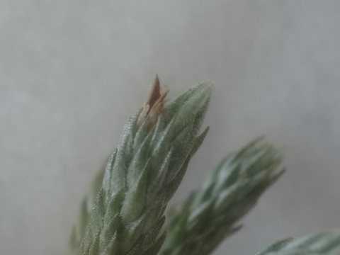 Tillandsia minutiflora
