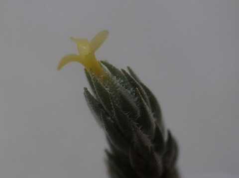 Tillandsia minutiflora