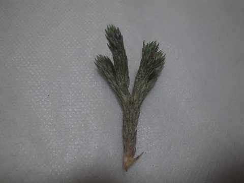 Tillandsia minutiflora