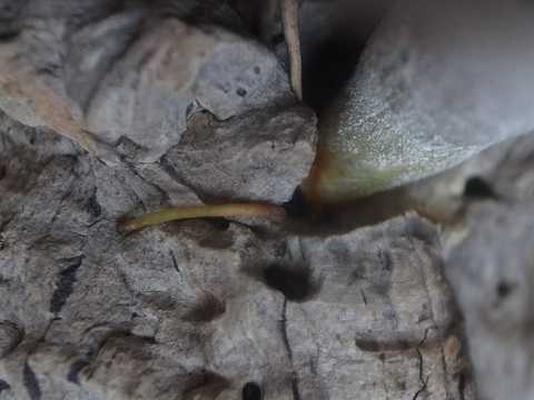 ティランジア ミトラエンシス 変種 トゥーレンシス