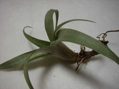 Tillandsia mixtecorum
