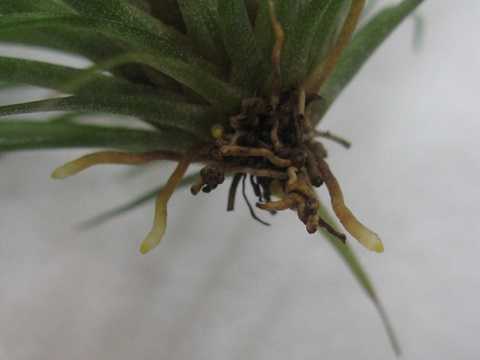 Tillandsia moscosoi